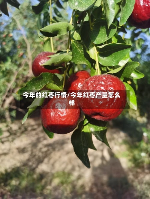 今年的红枣行情/今年红枣产量怎么样