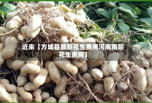 近来【方城县最新花生费用河南南阳花生费用】
