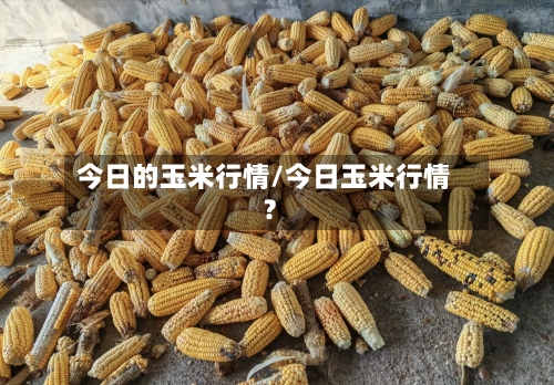 今日的玉米行情/今日玉米行情?