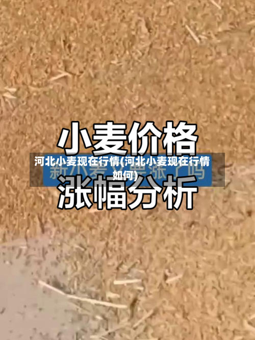 河北小麦现在行情(河北小麦现在行情如何)