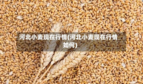 河北小麦现在行情(河北小麦现在行情如何)-第2张图片