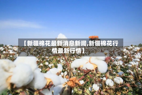【新疆棉花最新消息新闻,新疆棉花行情最新行情】-第3张图片
