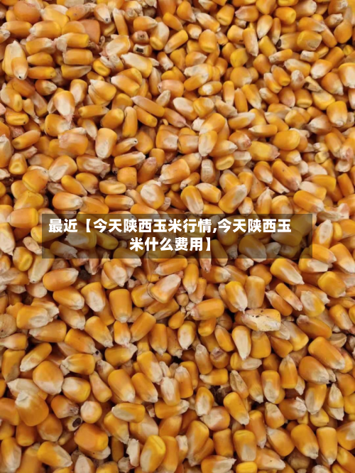最近【今天陕西玉米行情,今天陕西玉米什么费用】