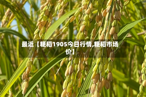 最近【粳稻1905今日行情,粳稻市场价】
