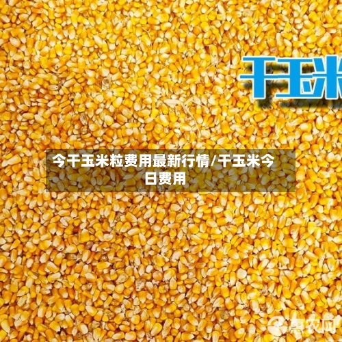 今干玉米粒费用最新行情/干玉米今日费用