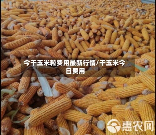 今干玉米粒费用最新行情/干玉米今日费用-第2张图片