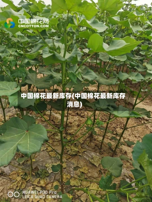 中国棉花最新库存(中国棉花最新库存消息)