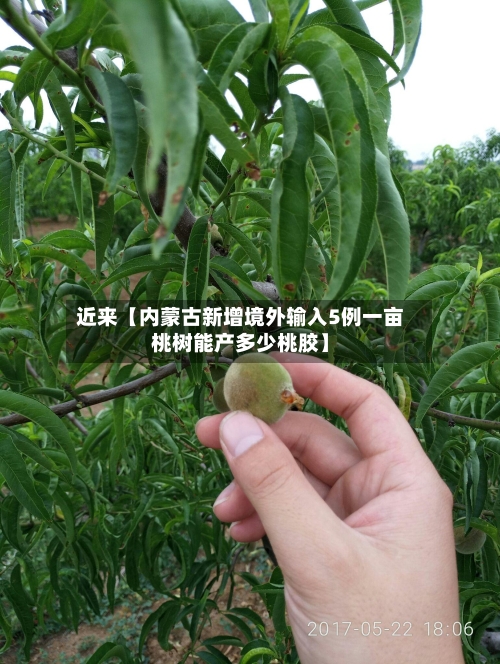 近来【内蒙古新增境外输入5例一亩桃树能产多少桃胶】