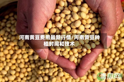 河南黄豆费用最新行情/河南黄豆种植时间和技术