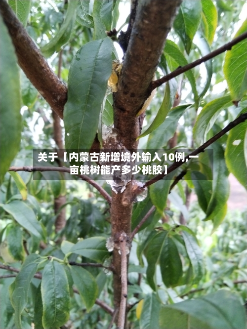 关于【内蒙古新增境外输入10例,一亩桃树能产多少桃胶】