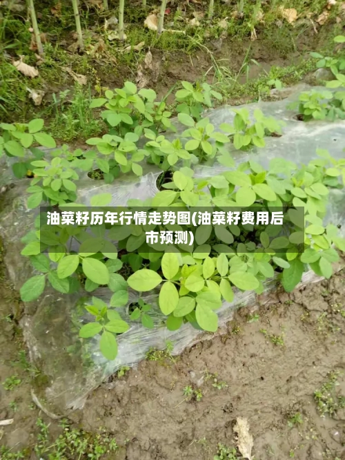 油菜籽历年行情走势图(油菜籽费用后市预测)