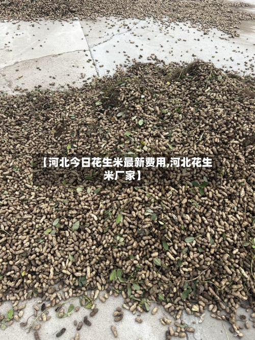 【河北今日花生米最新费用,河北花生米厂家】