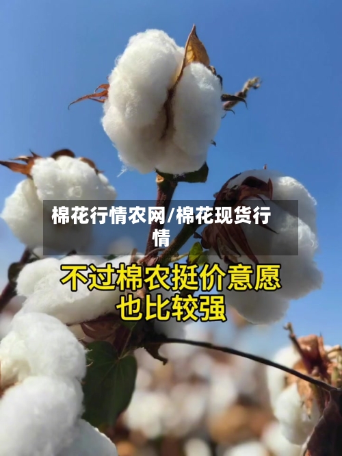 棉花行情农网/棉花现货行情-第2张图片