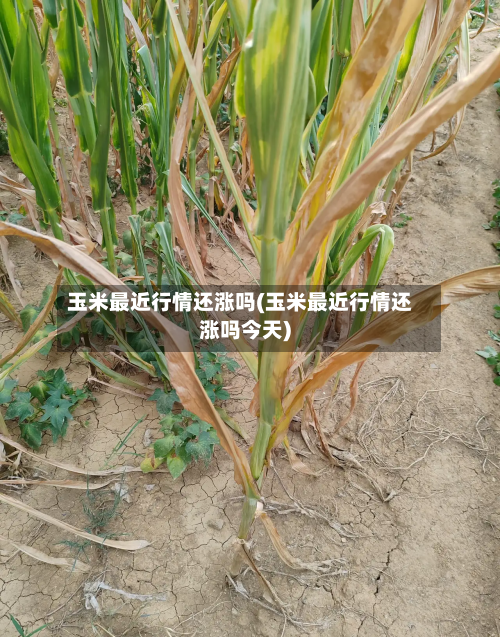 玉米最近行情还涨吗(玉米最近行情还涨吗今天)