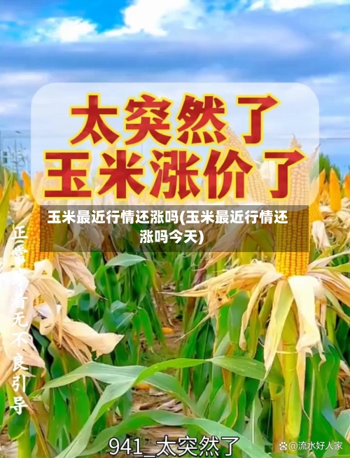 玉米最近行情还涨吗(玉米最近行情还涨吗今天)-第2张图片