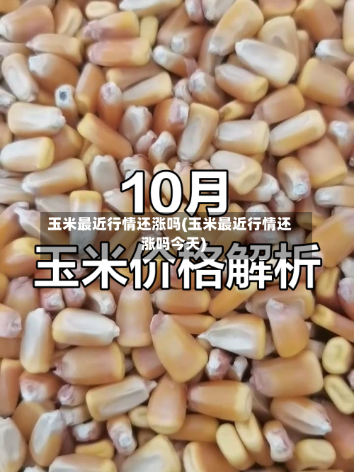玉米最近行情还涨吗(玉米最近行情还涨吗今天)-第3张图片