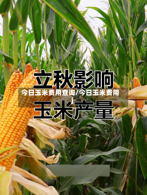 今日玉米费用查询/今日玉米费用j