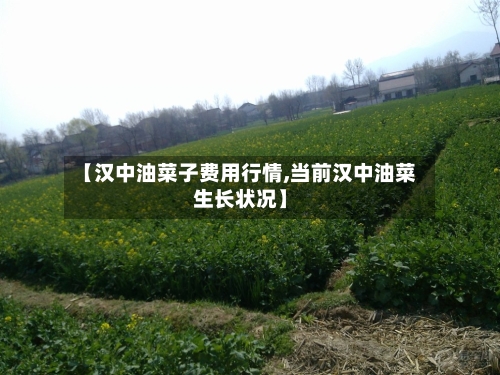 【汉中油菜子费用行情,当前汉中油菜生长状况】