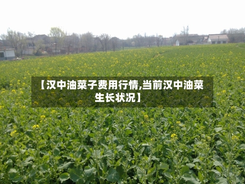 【汉中油菜子费用行情,当前汉中油菜生长状况】-第2张图片