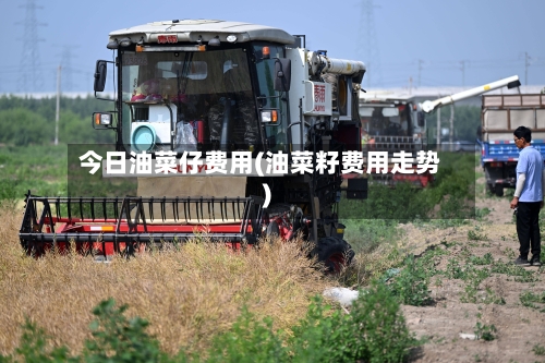 今日油菜仔费用(油菜籽费用走势)-第3张图片