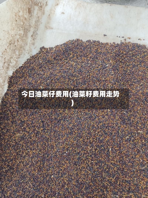 今日油菜仔费用(油菜籽费用走势)