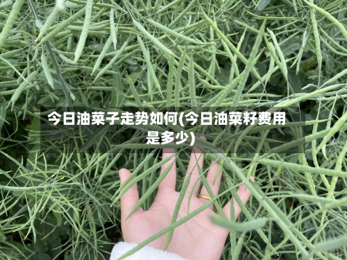 今日油菜子走势如何(今日油菜籽费用是多少)