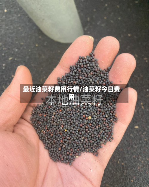 最近油菜籽费用行情/油菜籽今日费用