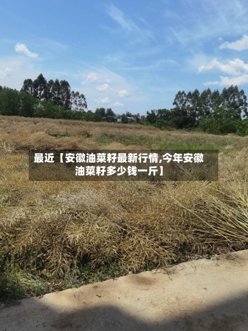 最近【安徽油菜籽最新行情,今年安徽油菜籽多少钱一斤】