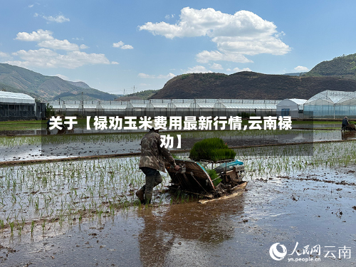 关于【禄劝玉米费用最新行情,云南禄劝】-第2张图片