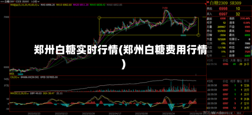 郑卅白糖实时行情(郑州白糖费用行情)