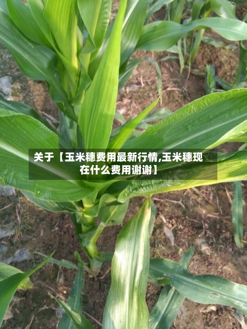 关于【玉米穗费用最新行情,玉米穗现在什么费用谢谢】