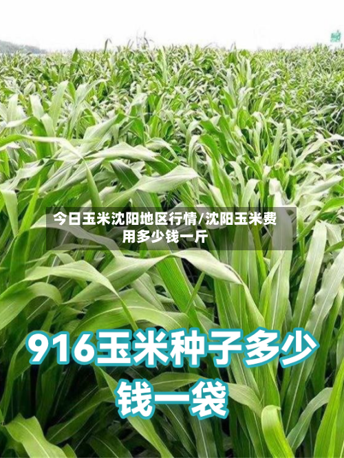 今日玉米沈阳地区行情/沈阳玉米费用多少钱一斤