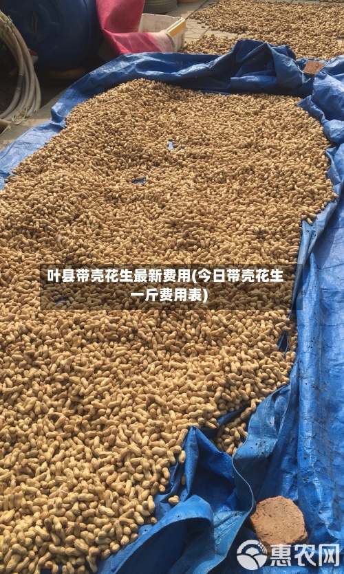 叶县带壳花生最新费用(今日带壳花生一斤费用表)-第2张图片