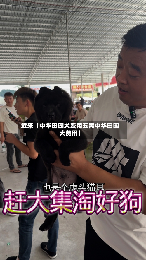 近来【中华田园犬费用五黑中华田园犬费用】