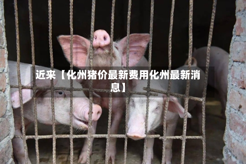 近来【化州猪价最新费用化州最新消息】