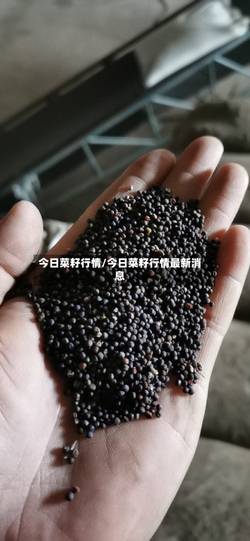 今日菜籽行情/今日菜籽行情最新消息
