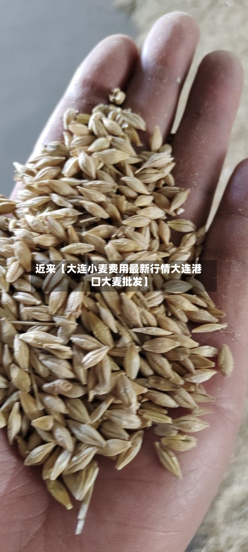 近来【大连小麦费用最新行情大连港口大麦批发】-第2张图片