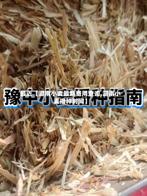 最近【湖南小麦最新费用查询,湖南小麦播种时间】-第3张图片