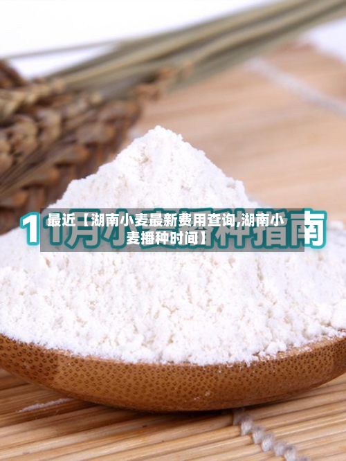 最近【湖南小麦最新费用查询,湖南小麦播种时间】