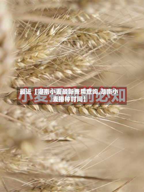 最近【湖南小麦最新费用查询,湖南小麦播种时间】-第2张图片