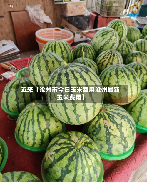 近来【沧州市今日玉米费用沧州最新玉米费用】-第2张图片