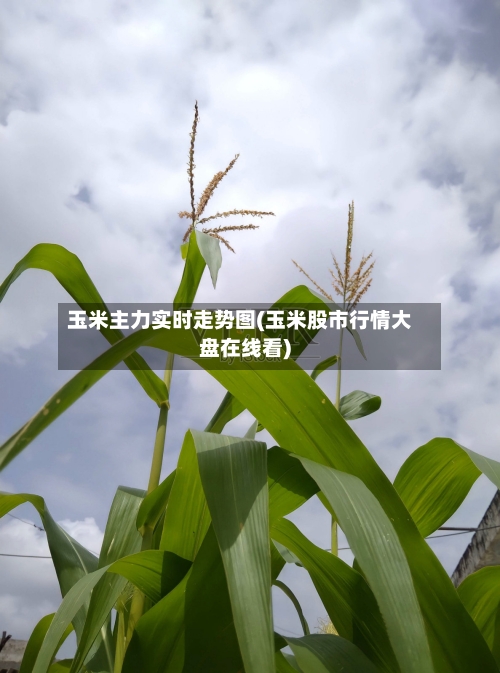 玉米主力实时走势图(玉米股市行情大盘在线看)-第2张图片