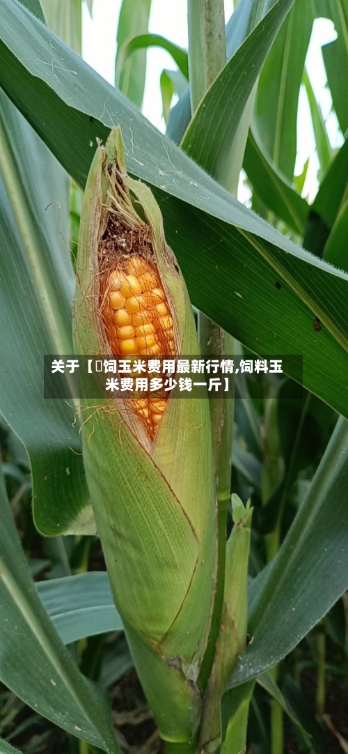 关于【餵饲玉米费用最新行情,饲料玉米费用多少钱一斤】-第2张图片