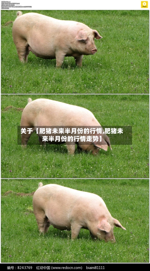 关于【肥猪未来半月份的行情,肥猪未来半月份的行情走势】-第3张图片