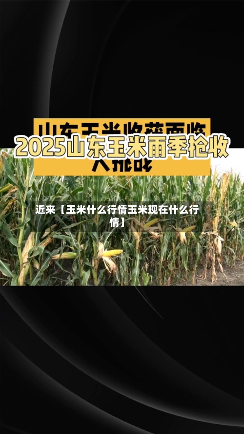 近来【玉米什么行情玉米现在什么行情】-第2张图片