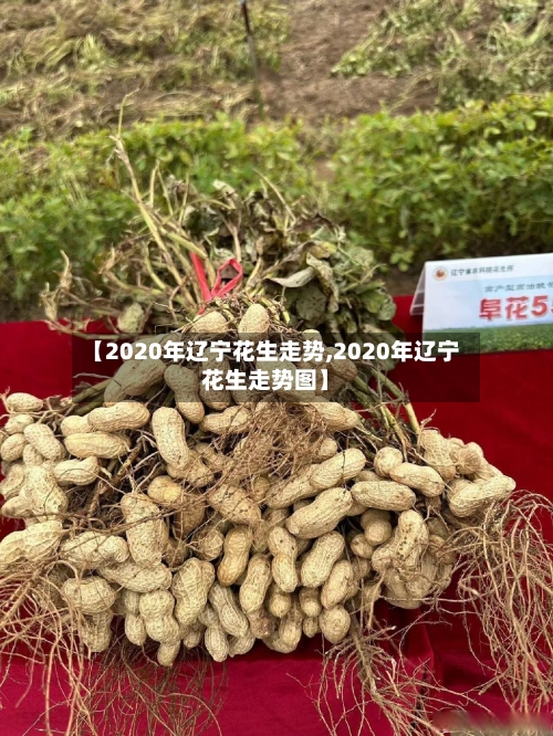 【2020年辽宁花生走势,2020年辽宁花生走势图】
