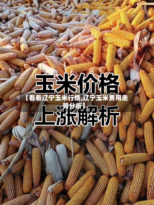 【看看辽宁玉米行情,辽宁玉米费用走势分析】