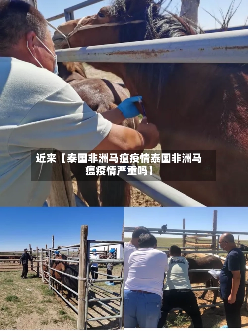 近来【泰国非洲马瘟疫情泰国非洲马瘟疫情严重吗】
