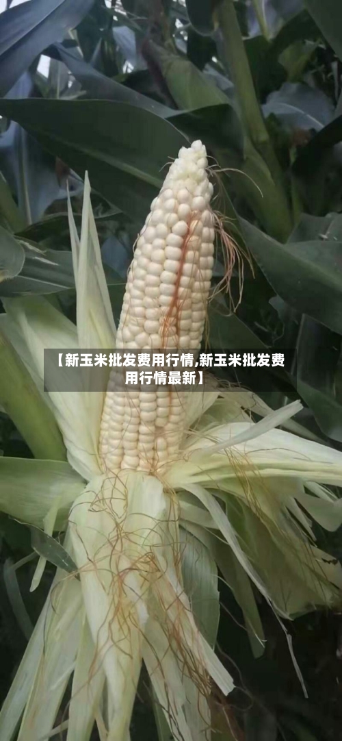 【新玉米批发费用行情,新玉米批发费用行情最新】