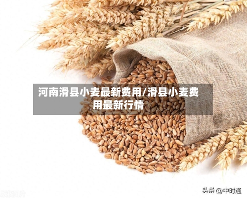 河南滑县小麦最新费用/滑县小麦费用最新行情-第2张图片